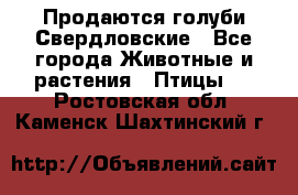 Продаются голуби Свердловские - Все города Животные и растения » Птицы   . Ростовская обл.,Каменск-Шахтинский г.